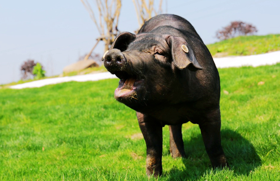 青蓮福利養(yǎng)殖摘得國際“金豬獎(jiǎng)”殊榮！